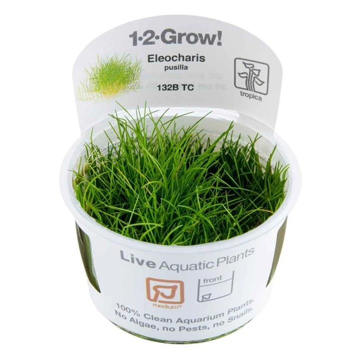 Tropica Eleocharis acicularis Mini 1-2-GROW x 3